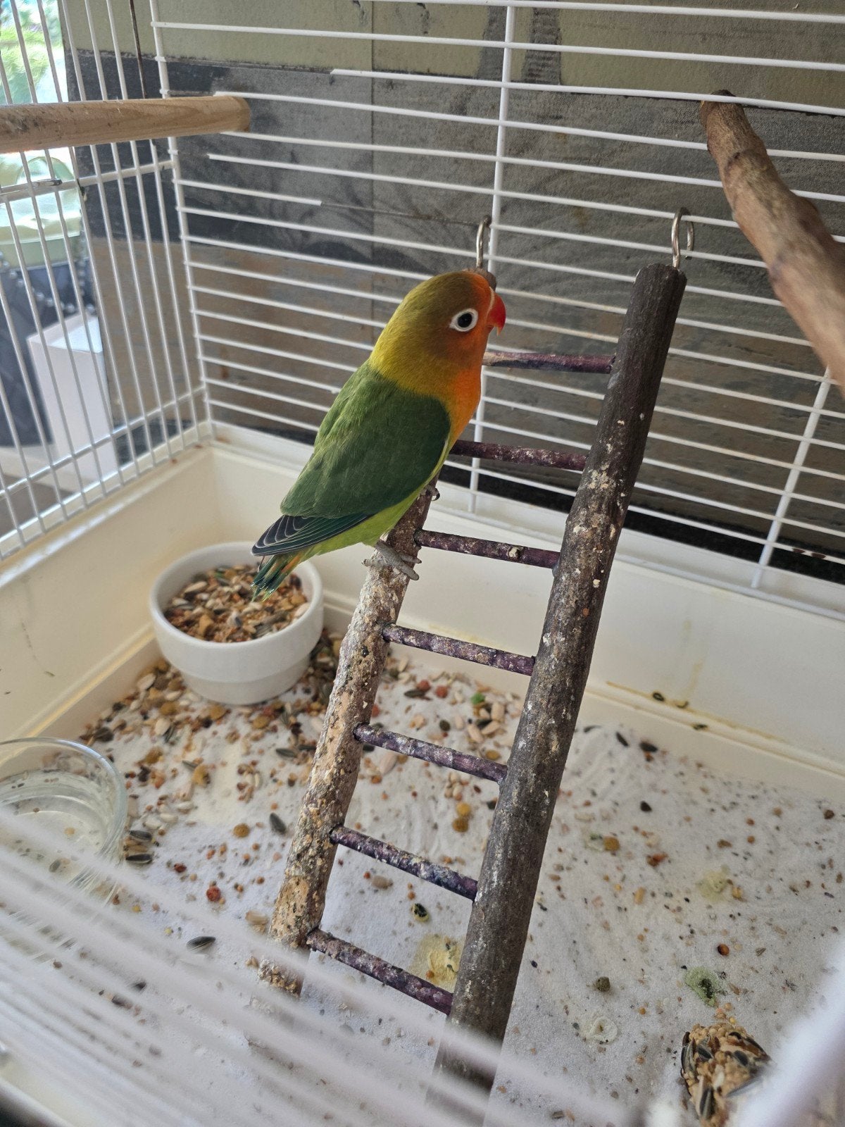 Jonge argapornis te koop 2 maanden oud, Geslacht onbekend, Parkiet