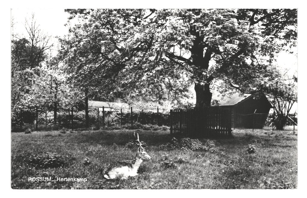 940079	Rossum gld	Gld 1972 Hertenkamp	Gelopen, Ophalen of Verzenden, 1960 tot 1980, Gelopen, Gelderland