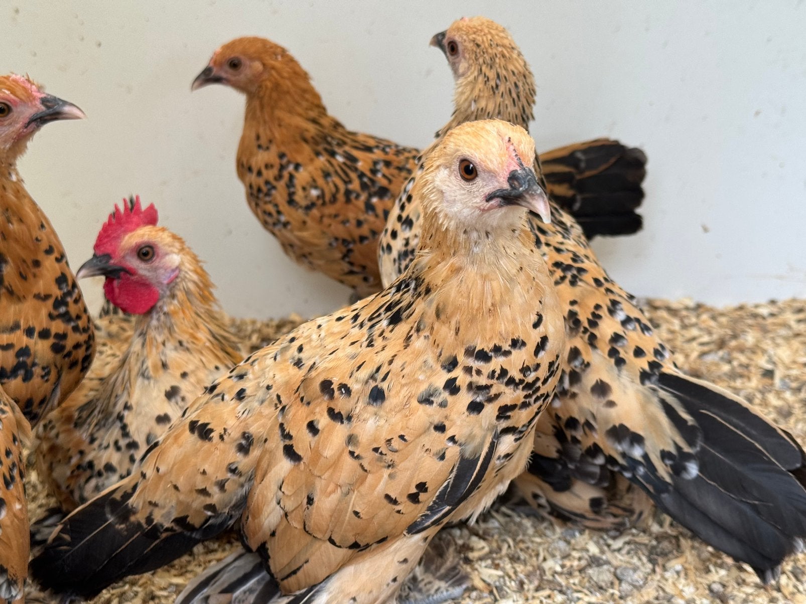 4 jonge sabelpootkriel hennen en 1 haan, Meerdere dieren, Kip