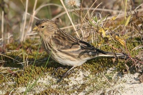 Frater man gezocht, Dieren en Toebehoren, Vogels | Overige Vogels, Mannelijk, Wildzangvogel, Geringd