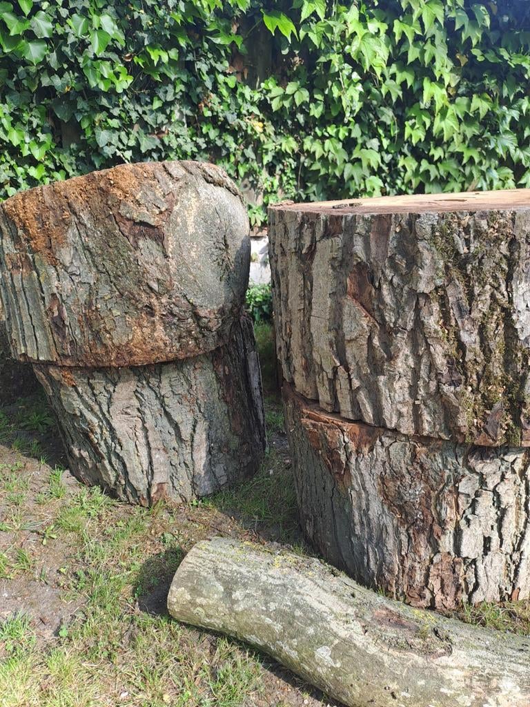 Notenhout schijven, Ø 50-65cm, dikte 30-35cm, Doe-het-zelf en Verbouw, Hout en Planken, Ophalen, 25 tot 50 mm, Plank, Minder dan 200 cm