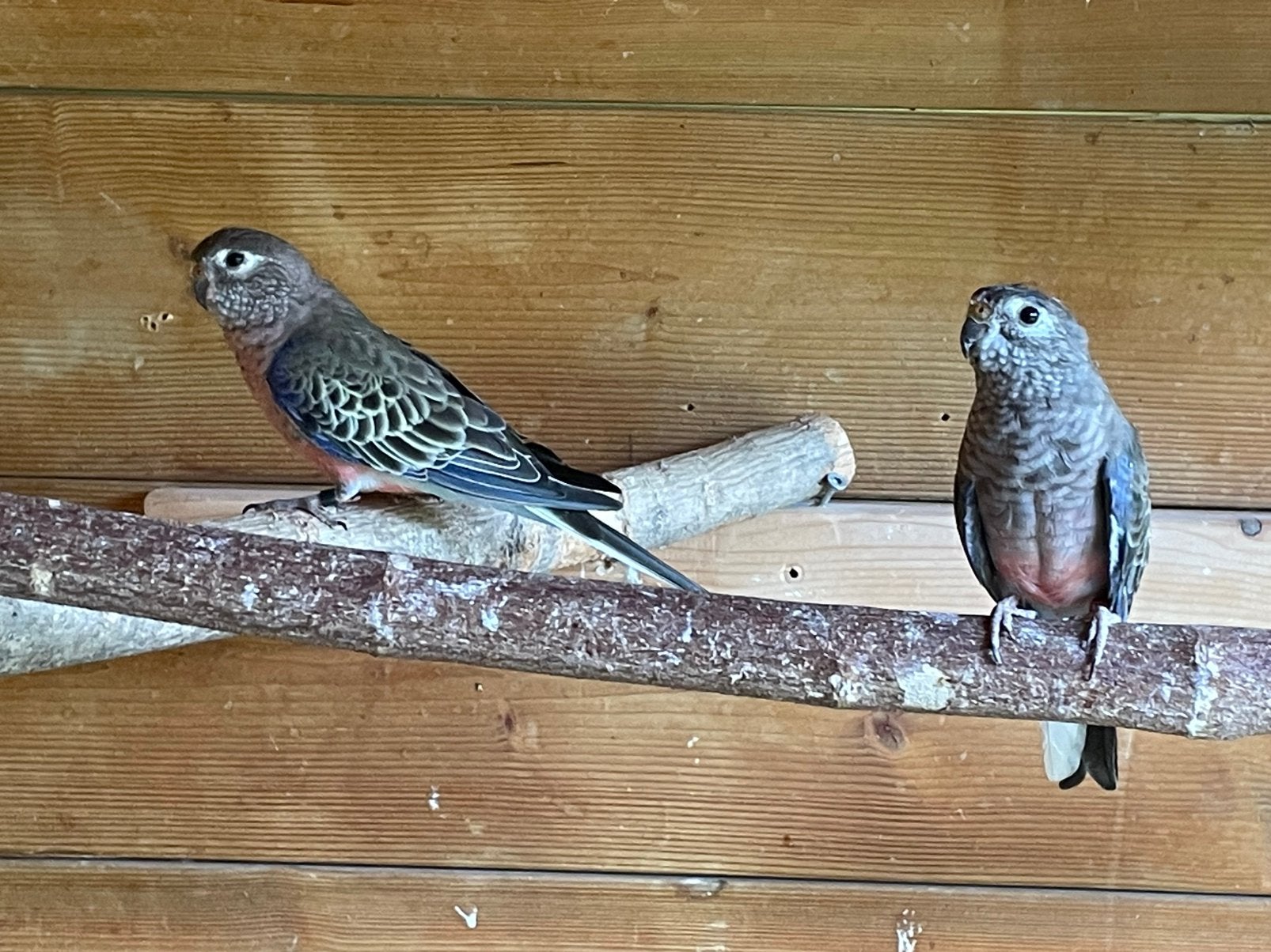 Te koop koppel bourke parkieten, Dieren en Toebehoren, Vogels | Parkieten en Papegaaien, Meerdere dieren, Parkiet