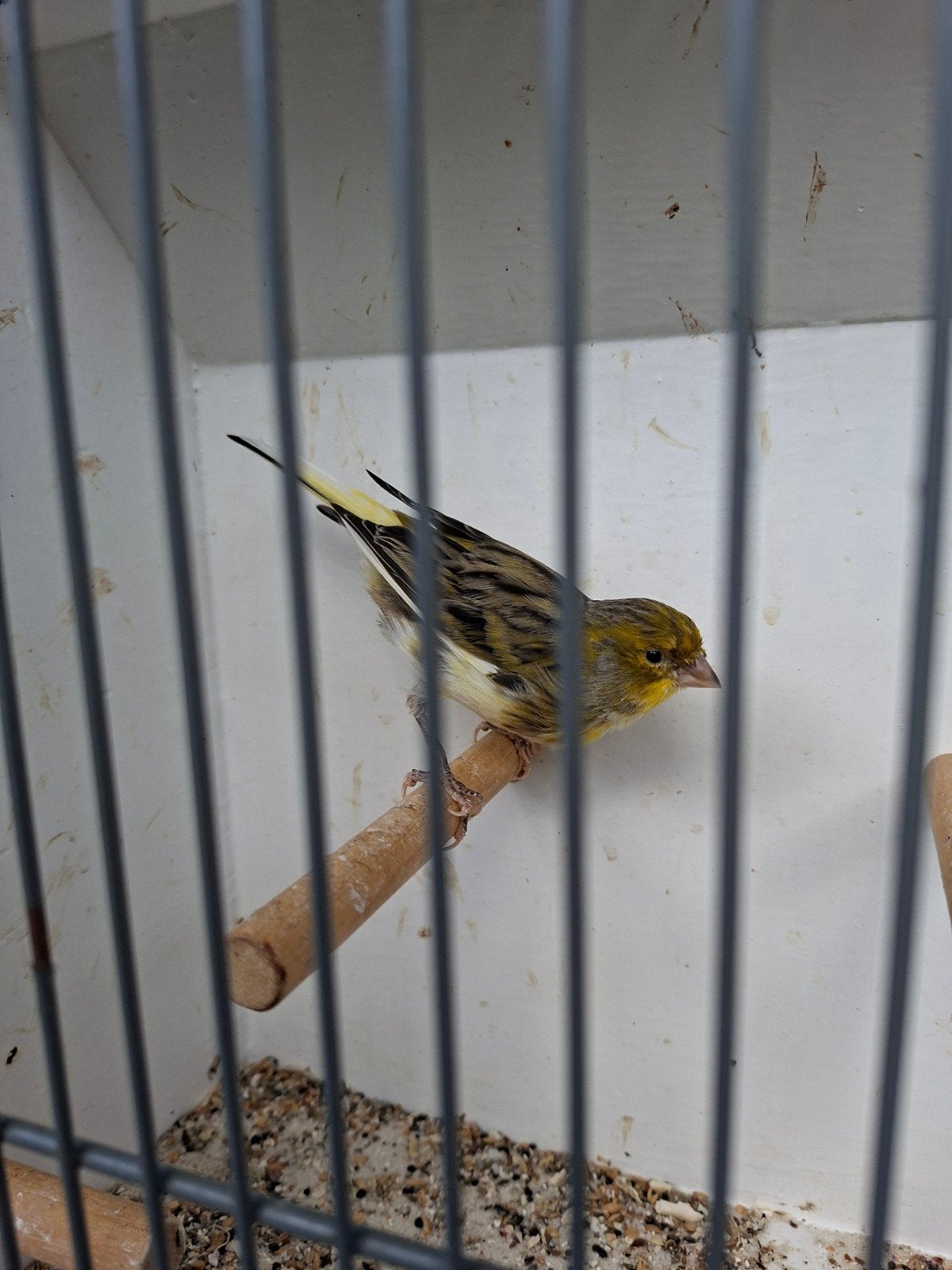 bonte kanarie man, Dieren en Toebehoren, Mannelijk, Kleurkanarie