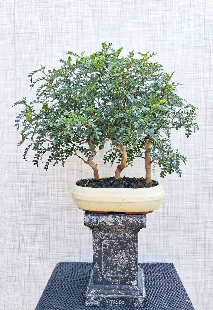 1 Bonsai Chin.Peper Bosje 3 St.(Forrest)-Zanthoxylum Simulan, In pot, Halfschaduw, Lente, Minder dan 100 cm