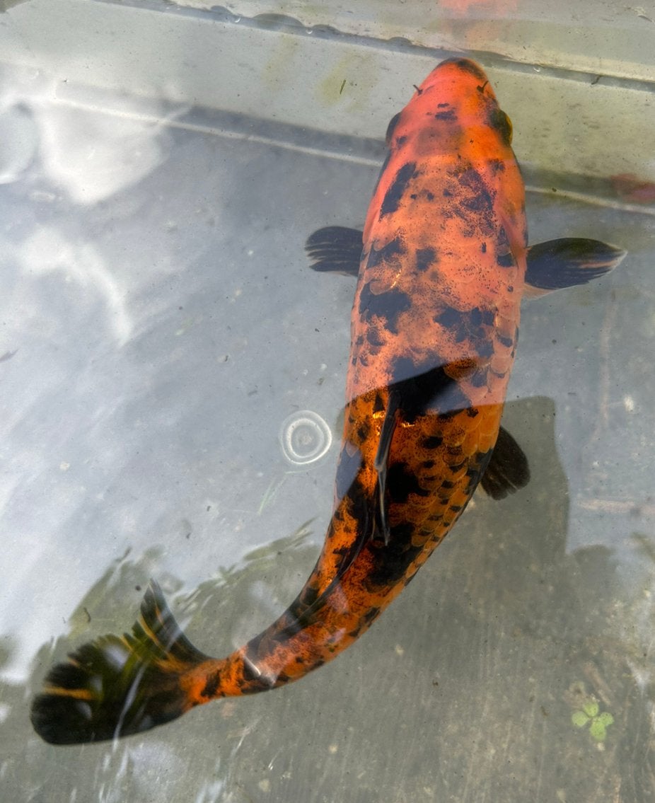 Koi karper 20 cm zie ook andere advertenties, Karper of Koi