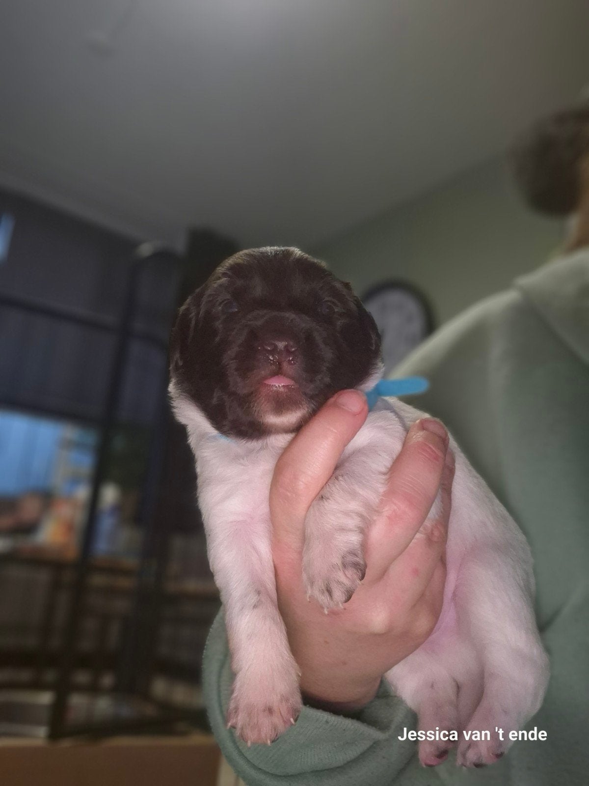 friesse stabij puppy's nog 2 beschikbaar (zie foto's ), Dieren en Toebehoren, 8 tot 15 weken, Meerdere, Meerdere dieren, CDV (hondenziekte)