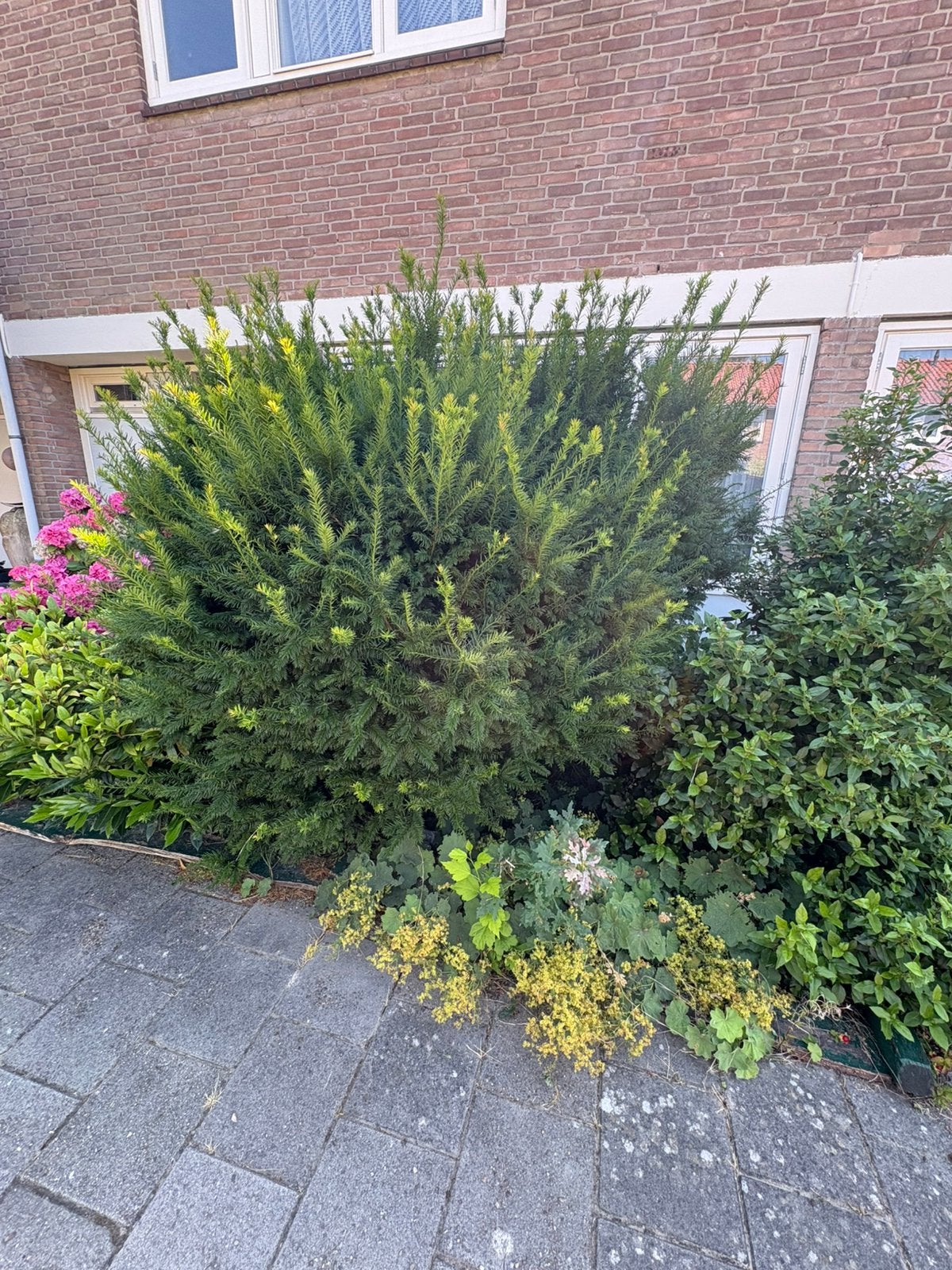 Div struiken+hortensia’s gratis, zelf uitgraven Emmeloord., Overige soorten, 100 tot 250 cm, Zomer, Ophalen