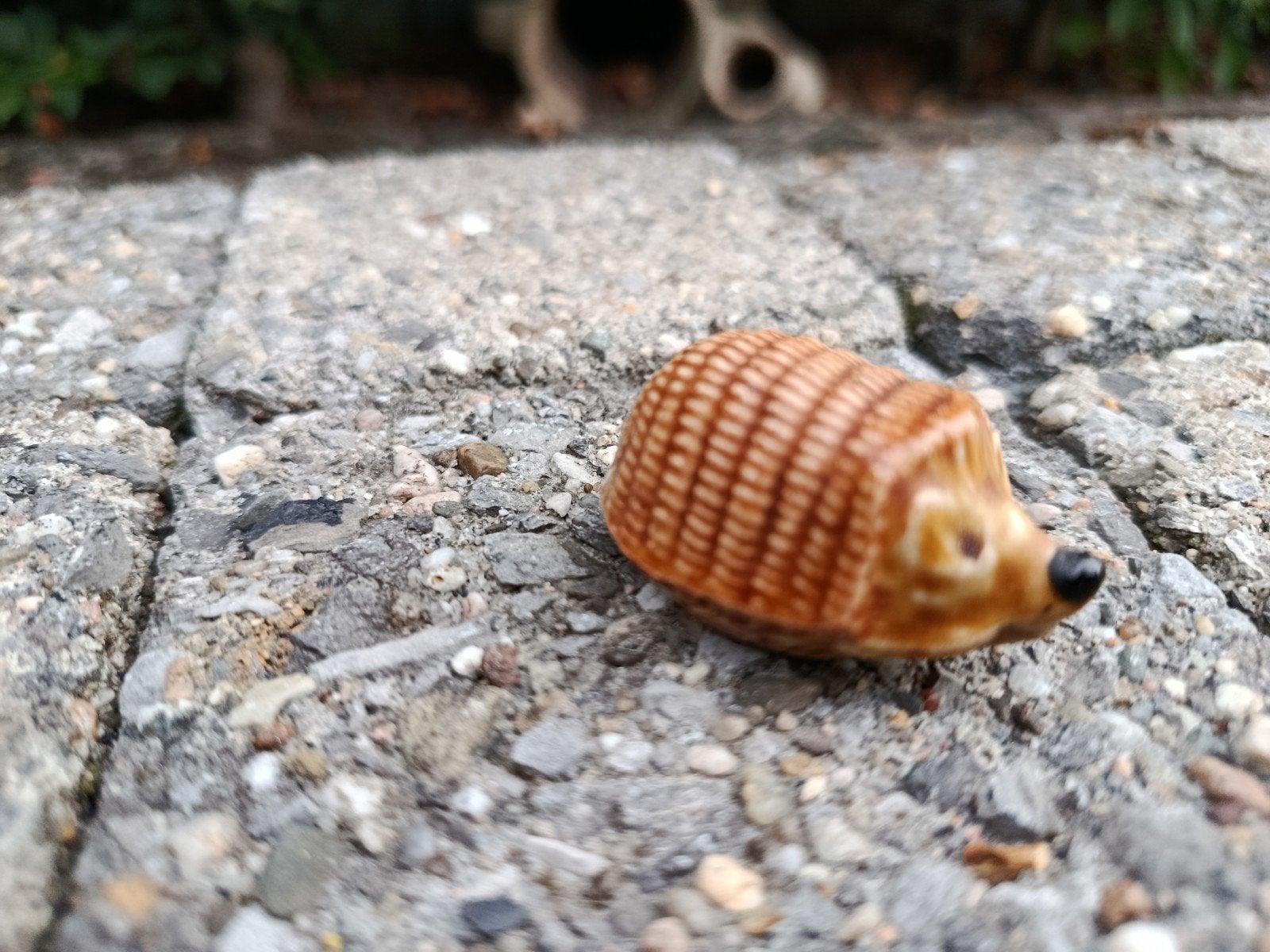 Wade Whimsie  miniatuur egel, Ophalen