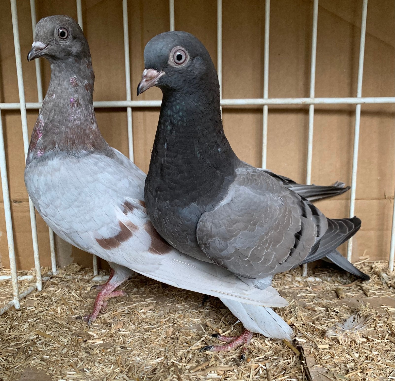 Wener Hoogvliegers, Dieren en Toebehoren, Vogels | Duiven, Meerdere dieren, Overige soorten