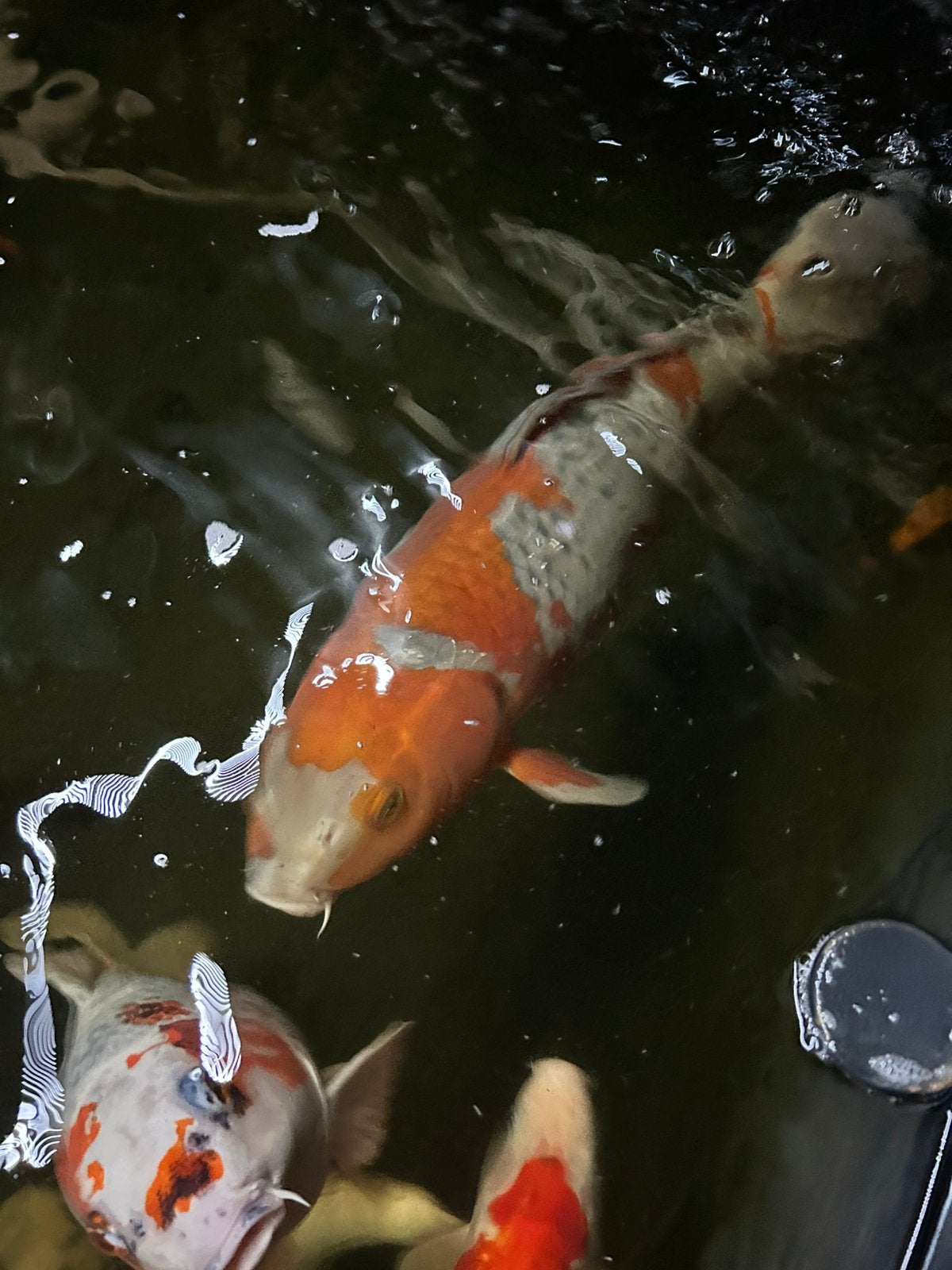 Prachtige Ochiba koi 52cm, Karper of Koi