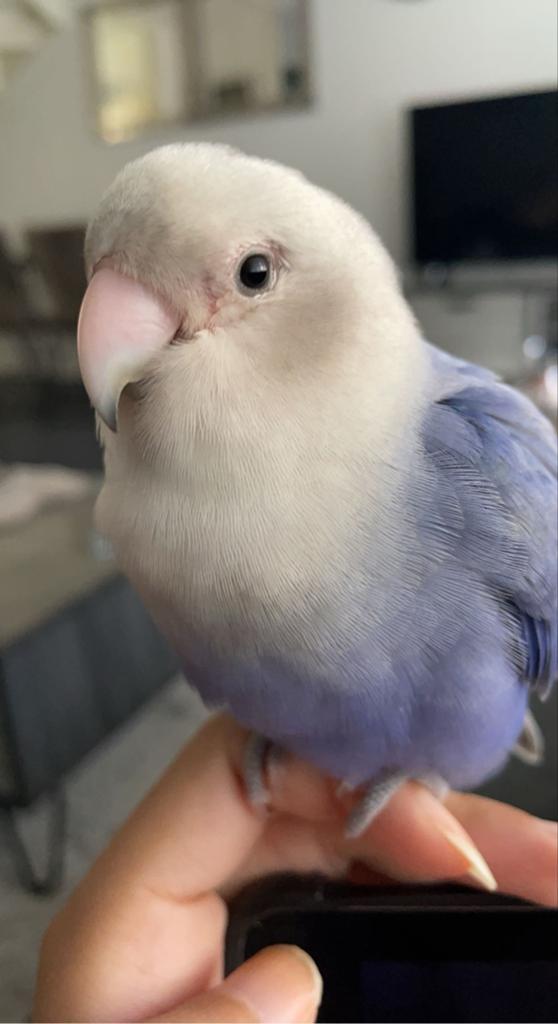 VERMIST: blauw/lichtgrijze dwergpapegaai omgeving Noordwijk, Dieren en Toebehoren, Mannelijk, Tam