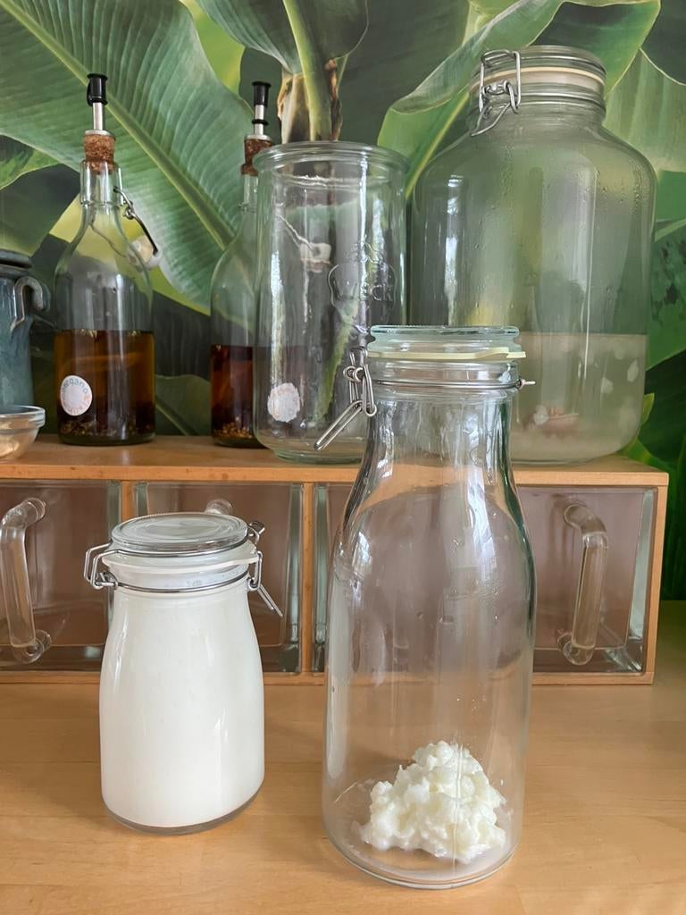 Melkkefir korrels yoghurt plantje, Ophalen of Verzenden