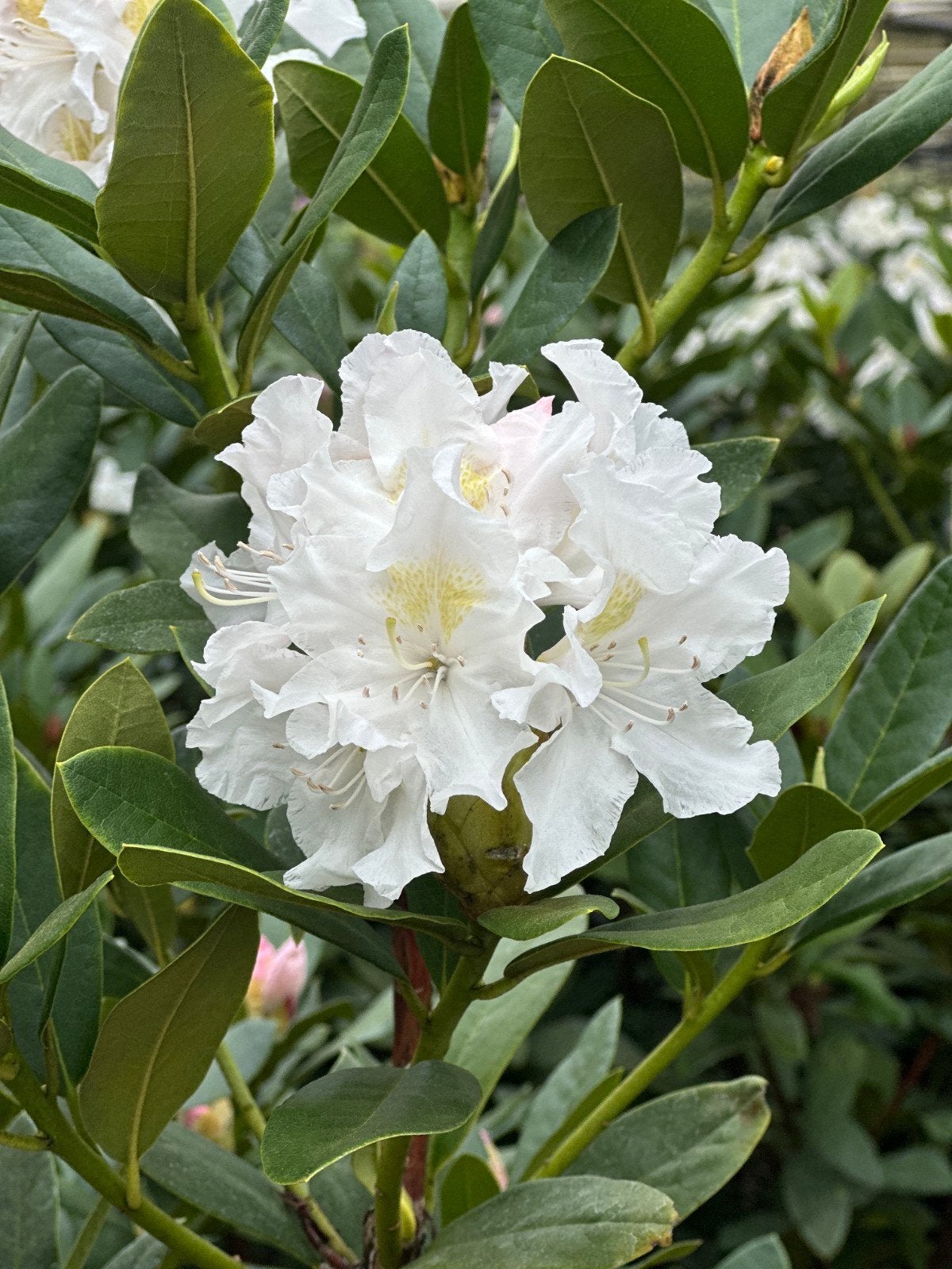 Partij Rhododendron Cunningham's White 40/50 cm C5, Tuin en Terras, Planten | Struiken en Hagen, Ophalen, Rhododendron, Minder dan 100 cm