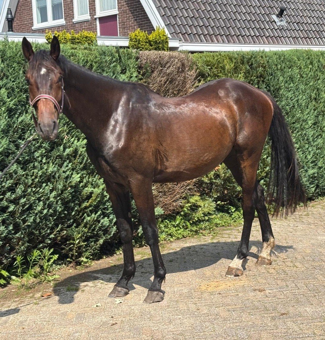3 jarige grote ruin v. Corlou, Dieren en Toebehoren, Springpaard, Ruin, Onbeleerd, Ontwormd