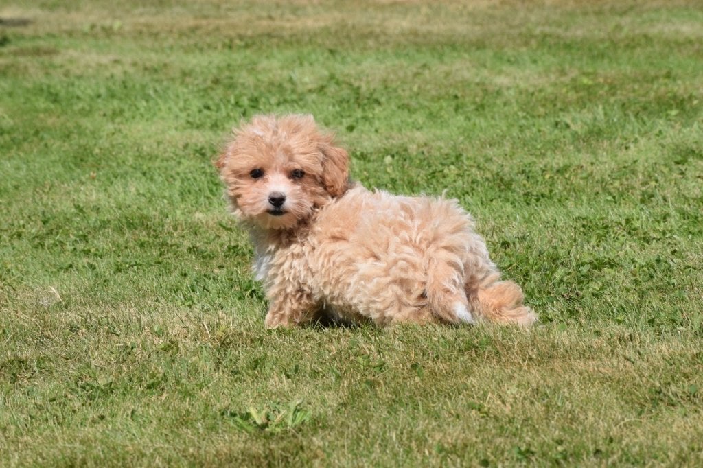 Maltipoo pups mooie keuze, Dieren en Toebehoren, Honden | Niet-rashonden, België, 15 weken tot 1 jaar, Meerdere, Meerdere dieren