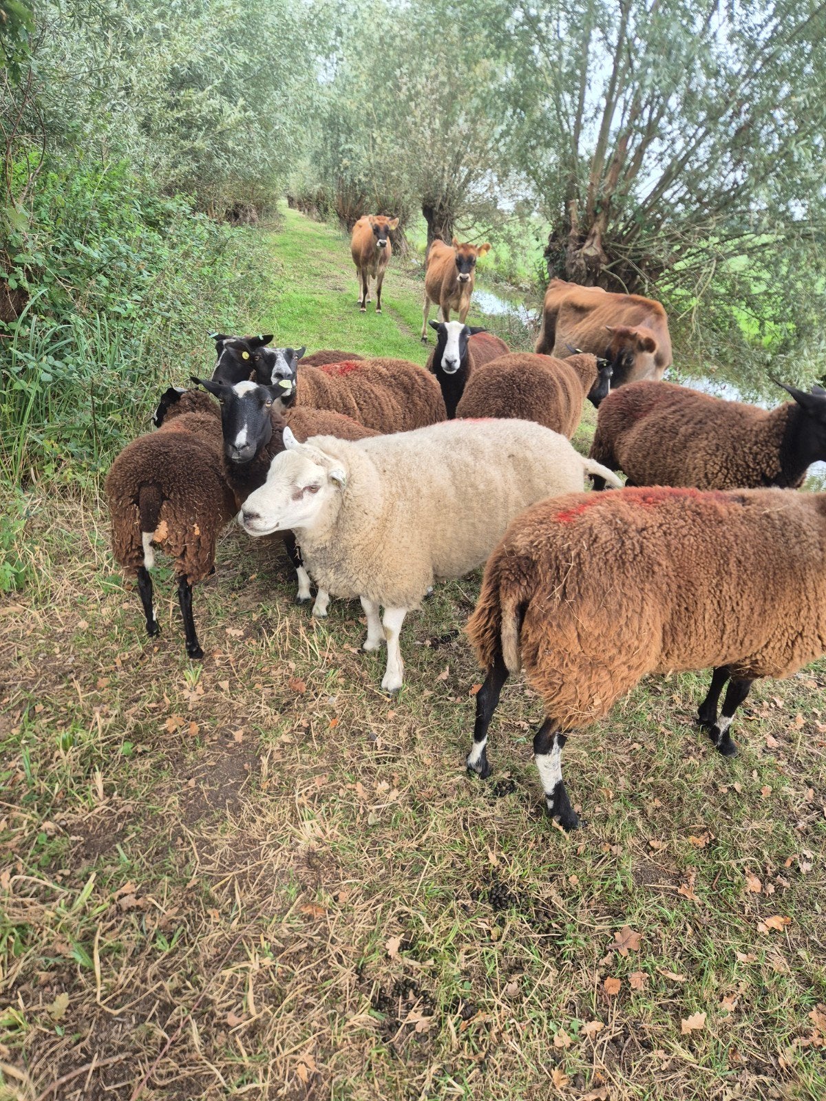 drachtige bles schapen, Dieren en Toebehoren