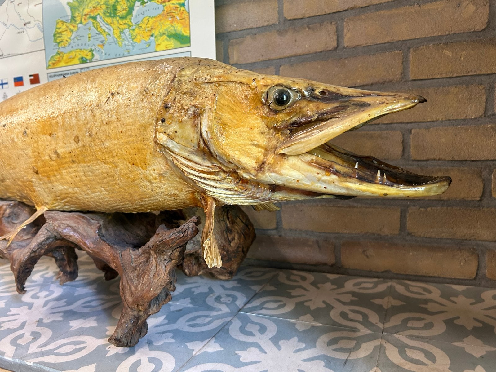 Opgezette snoek, ong 110cm op houten standaard - uniek!, Ophalen