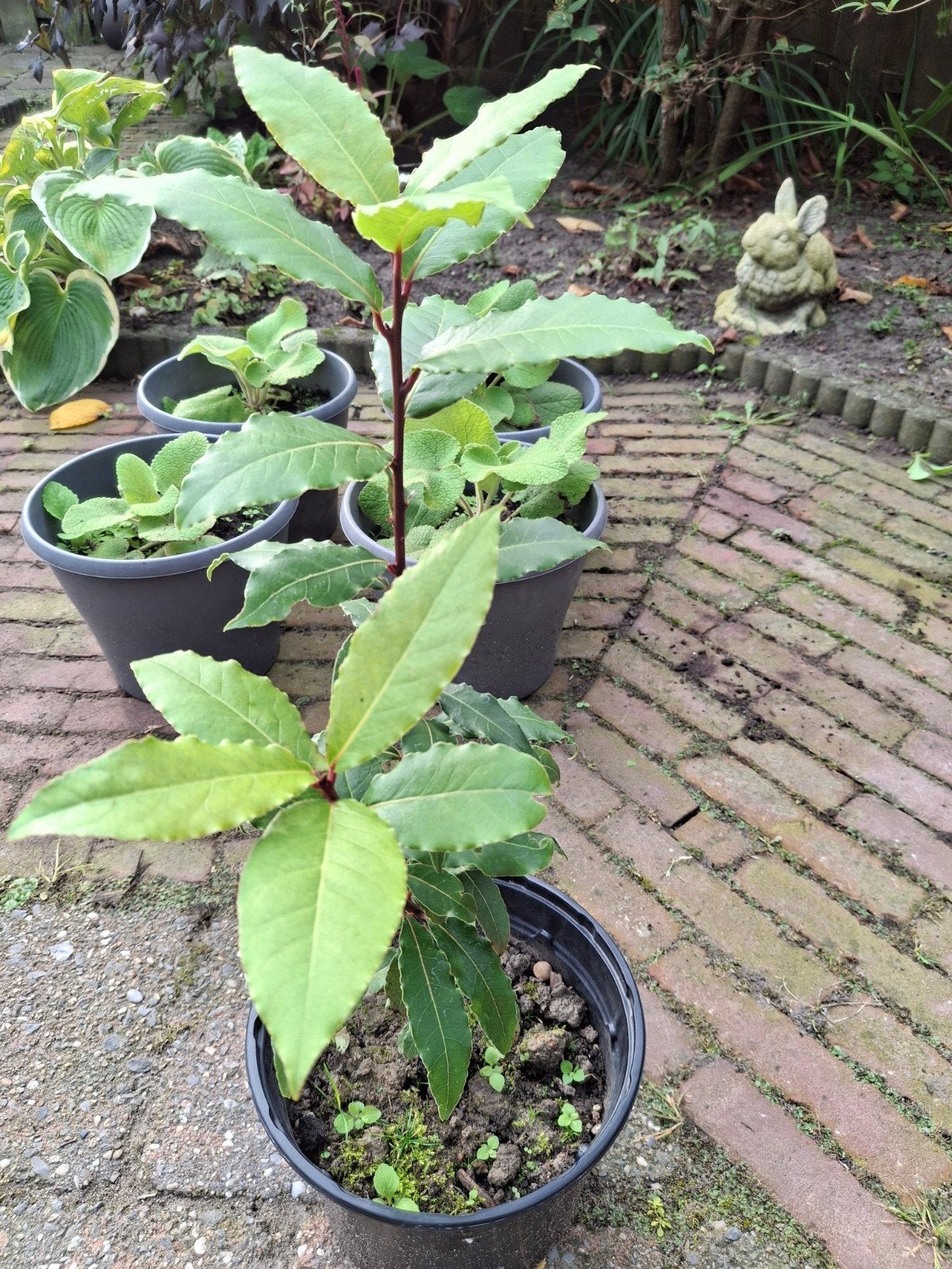 Laurierplant - Verse kruiden voor uw keuken, Ophalen, Vaste plant, Bloeit niet, Halfschaduw
