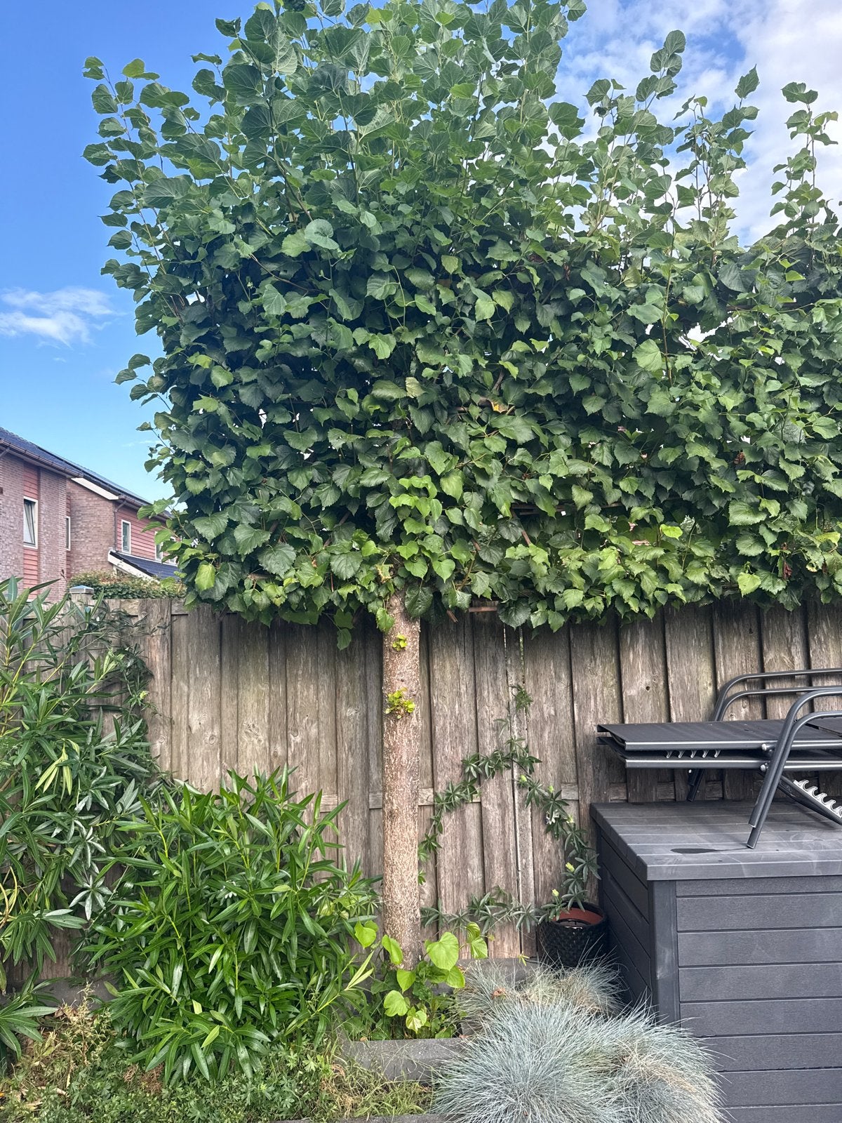Prachtige Leiboom voor uw tuin, Bloeit niet, Leiboom, 250 tot 400 cm, Ophalen