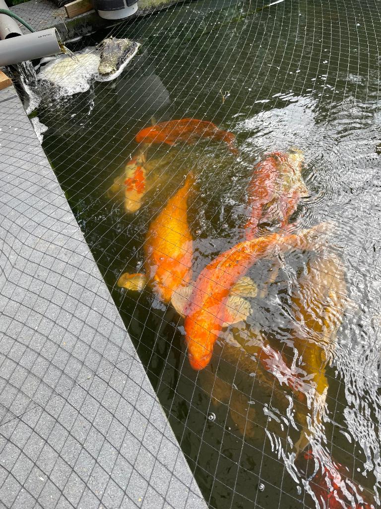 Ginrin Benigoi Japanse koi, Dieren en Toebehoren, Karper of Koi