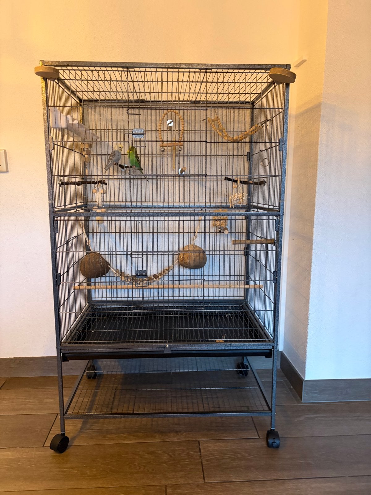 Vogelkoo met jong kopel tam en toebehoren  maat  152-52-78, Mannelijk, Parkiet, Tam