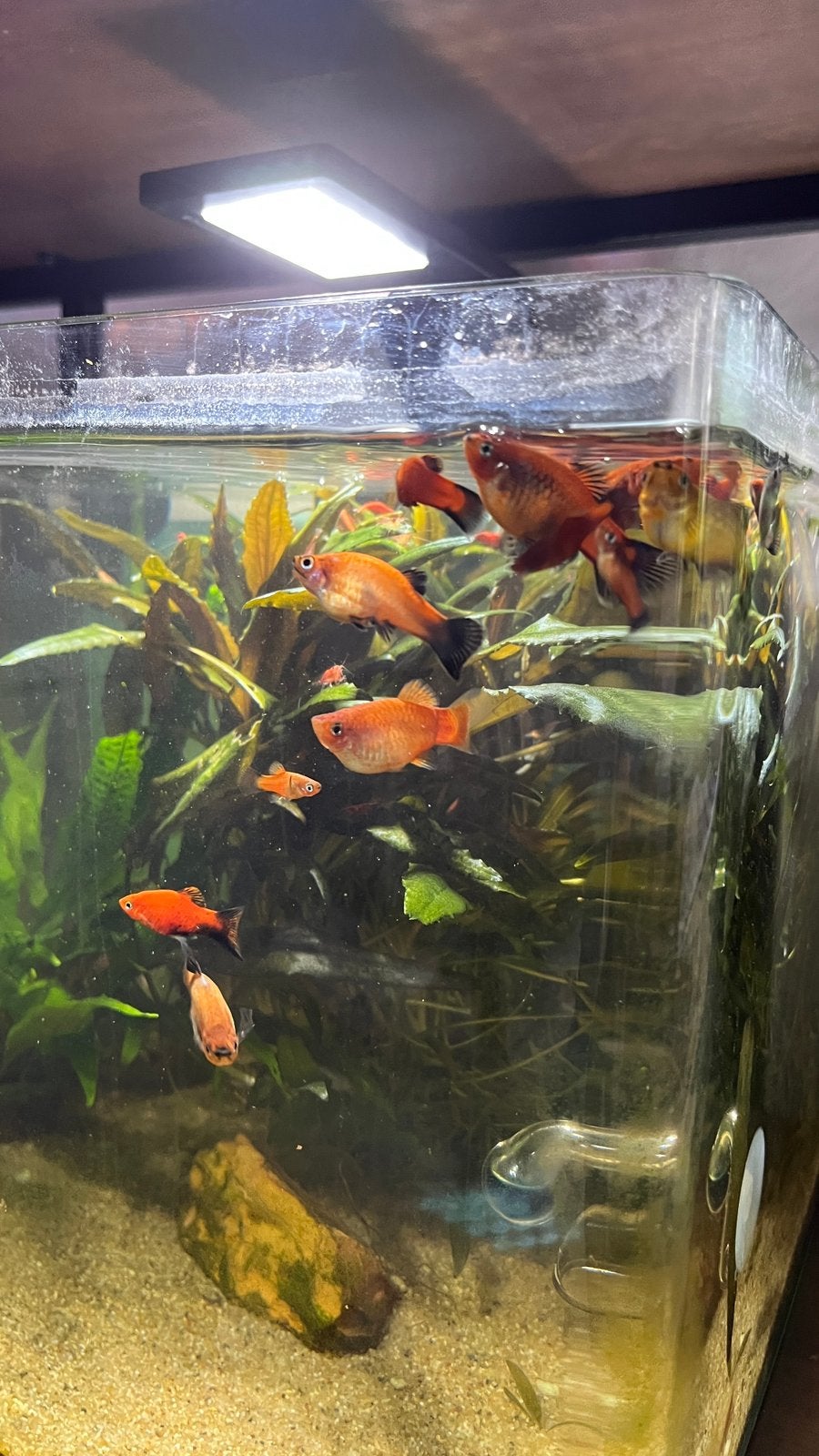 Gratis vissen (plattys), Dieren en Toebehoren, Vissen | Aquariumvissen, Vis, Zoetwatervis