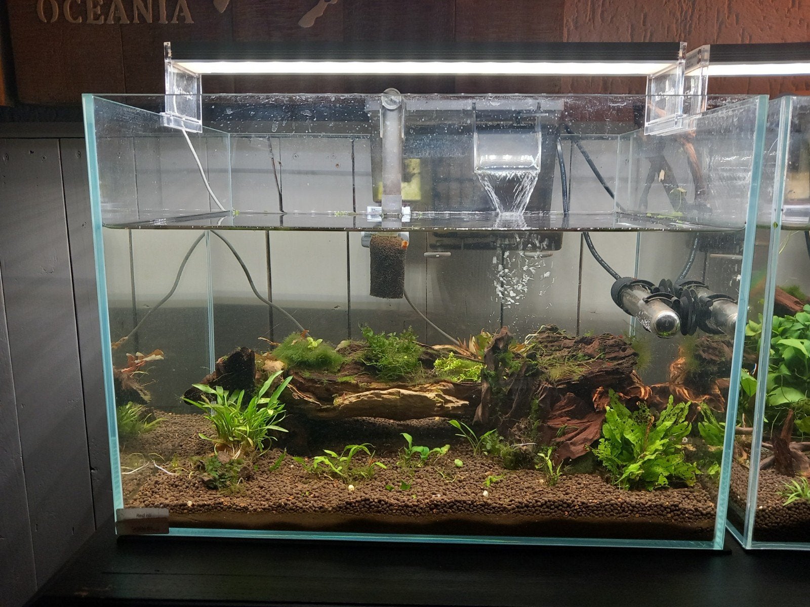 superfish scaper met red rili garnalen, Dieren en Toebehoren, Ophalen, Gebruikt, Gevuld zoetwateraquarium