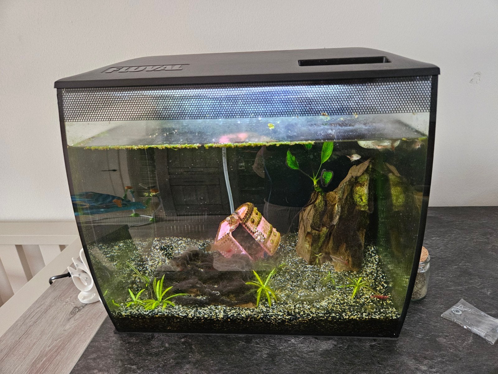 Aquarium 35x35x30 incl vissen, Ophalen, Inclusief toebehoren, Zo goed als nieuw, Gevuld zoetwateraquarium