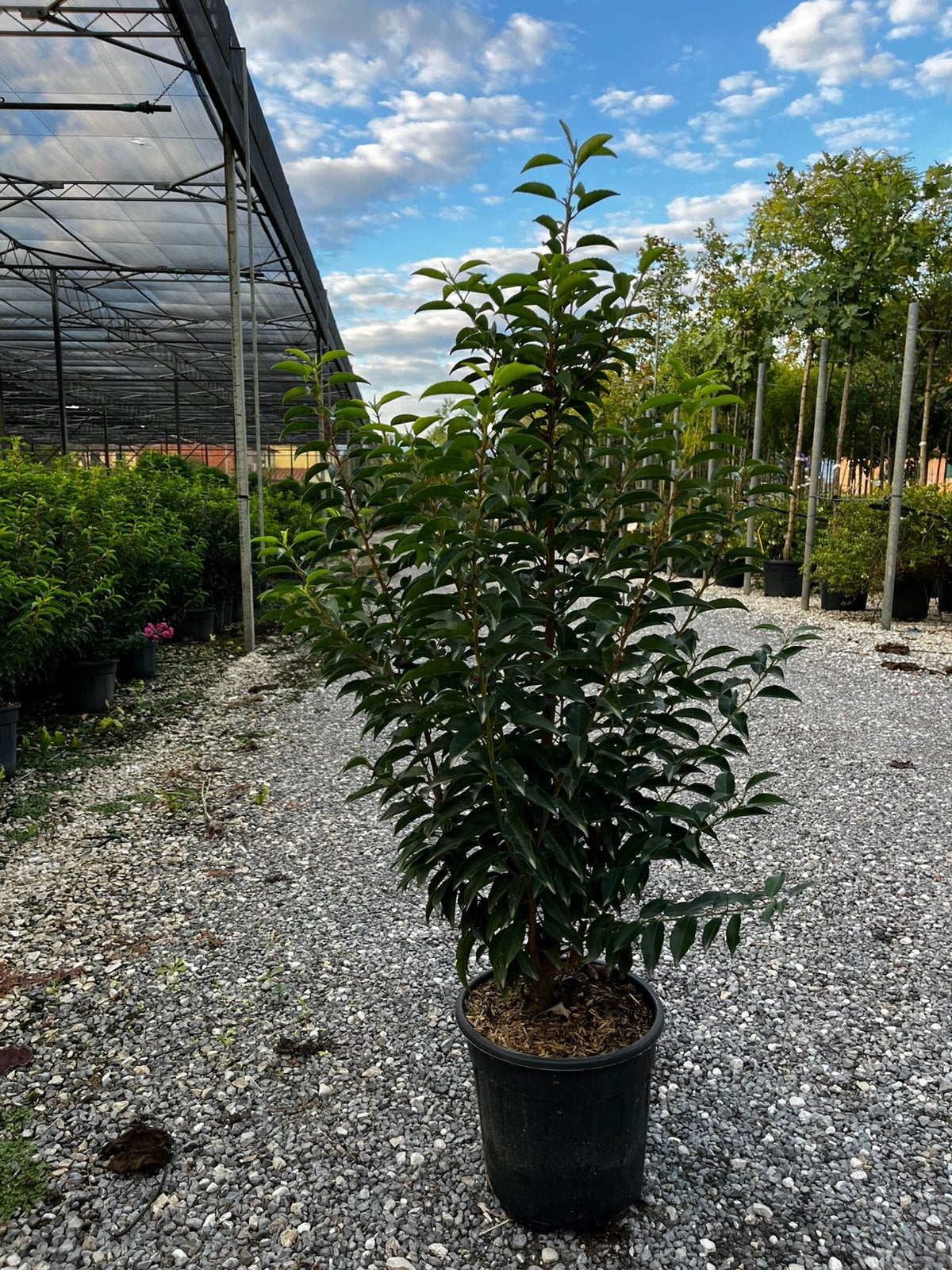 Portugese laurier, prunus lusitanica, pot, A kwaliteit!!, Tuin en Terras, Halfschaduw, Overige soorten, 100 tot 250 cm, Ophalen