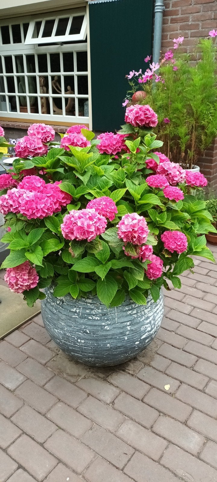 HORTENSIA, Tuin en Terras, Planten | Bomen, Ophalen, Zomer, Volle zon, Palmboom
