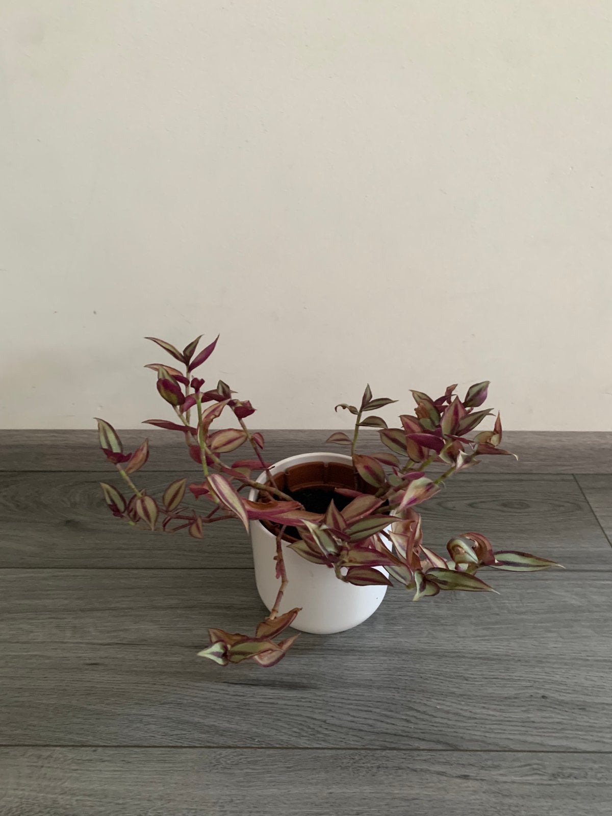 Kamerplant, Huis en Inrichting, Kamerplanten, Ophalen of Verzenden, Halfschaduw, Minder dan 100 cm