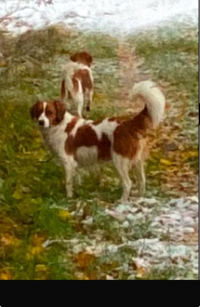 Kooikerhond teefje, Parvo, Teef, Eén hond, Spaniël