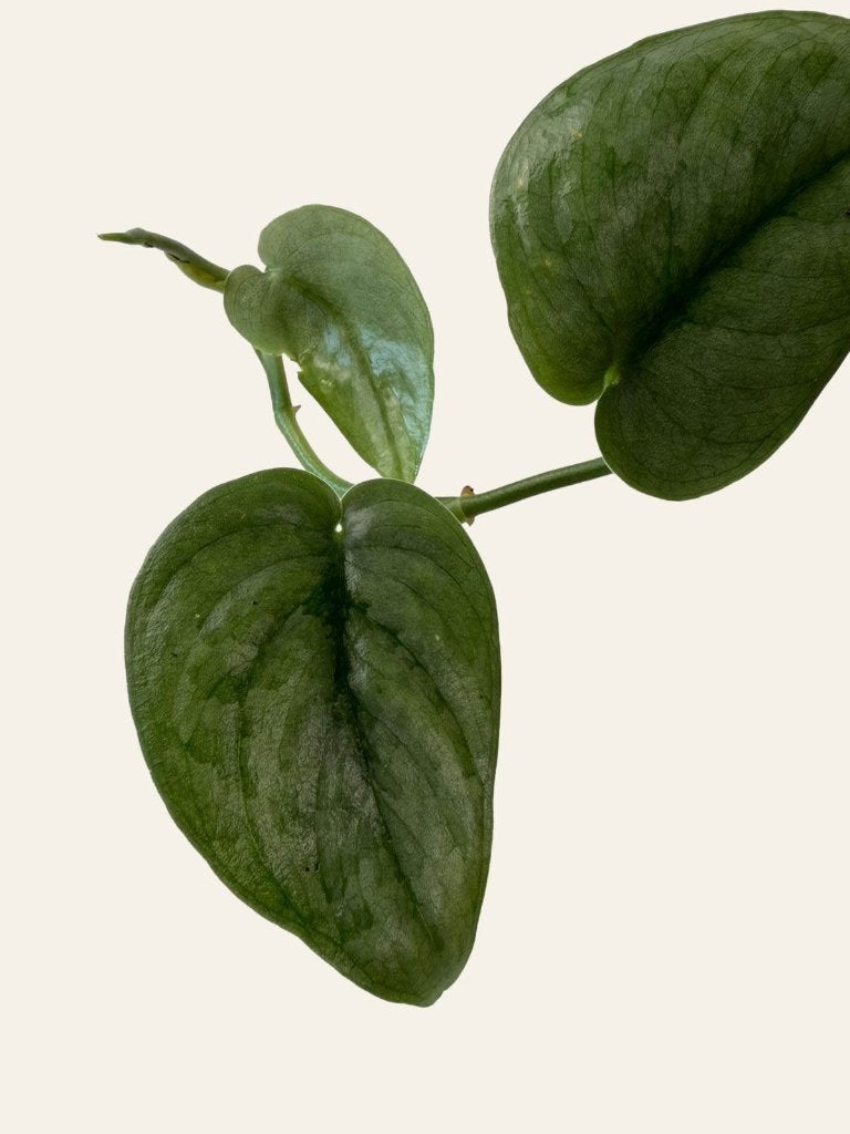 Scindapsus Silver Hero p12, Huis en Inrichting, Kamerplanten, Ophalen of Verzenden, Halfschaduw, Minder dan 100 cm