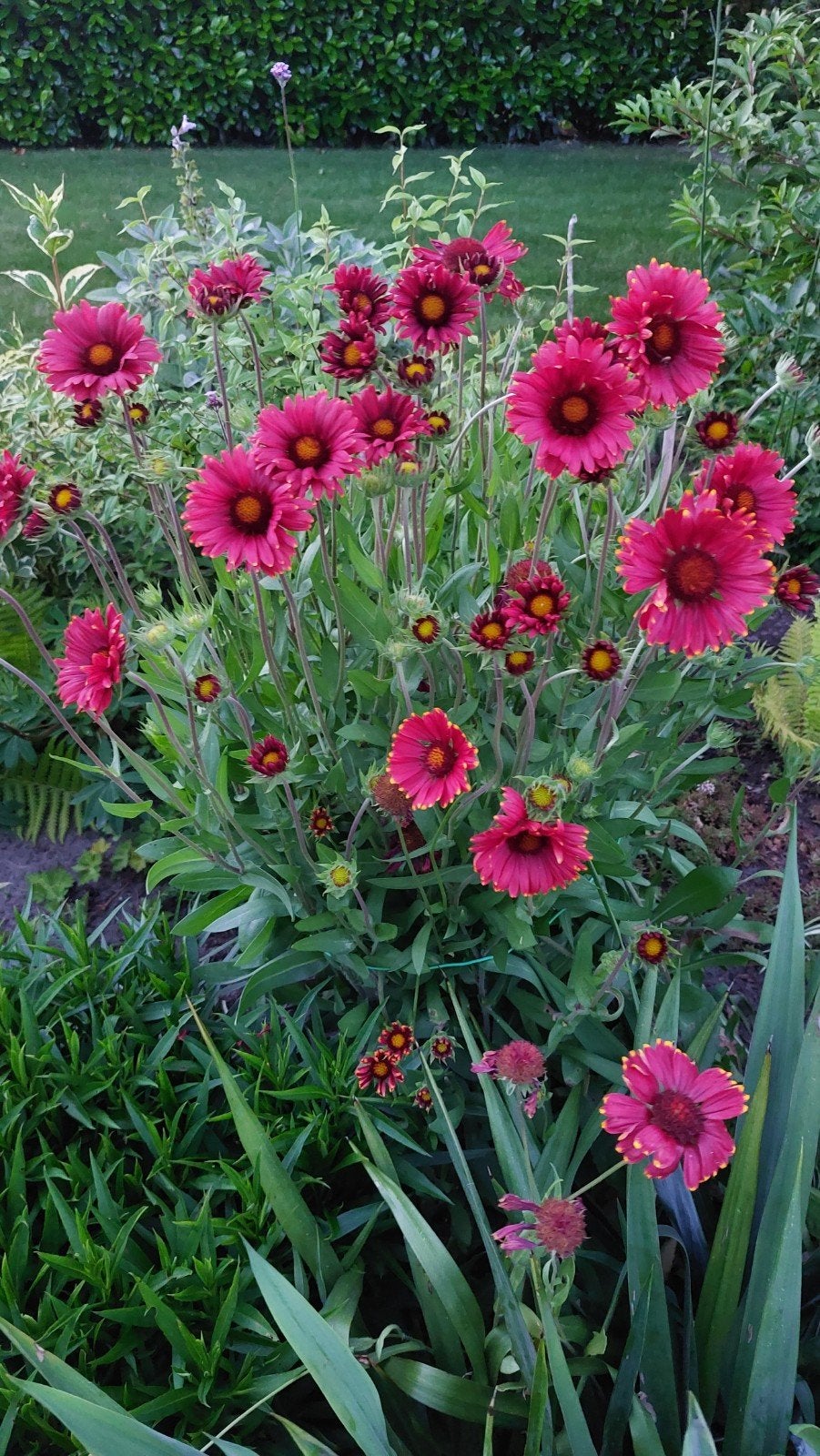 Kokardebloem, ereprijs, prikneus, hertshooi hypericum, Tuin en Terras, Ophalen