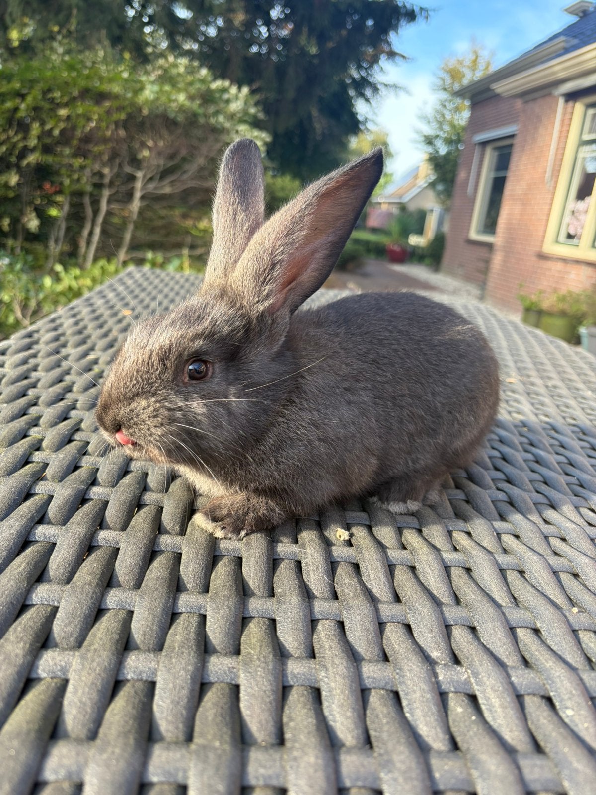 Duitse reus voedster, Dieren en Toebehoren, Meerdere dieren, Groot