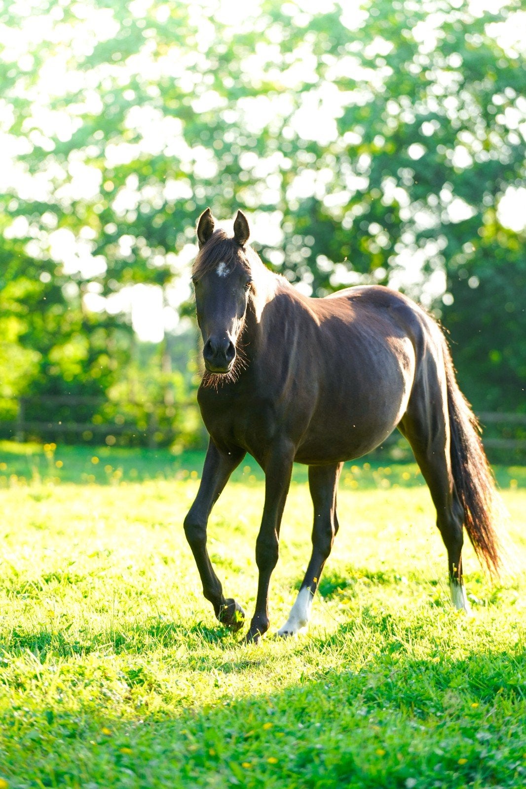interessant gefokte merrie / Stoere hengst en leuk jaarling, Dieren en Toebehoren, Hengst, D pony (1.37m tot 1.48m), 0 tot 2 jaar