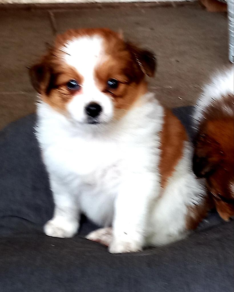 lieve sociale in huis opgroeiende pups ,kruizing x pomeriaan, Dieren en Toebehoren, Honden | Chihuahua's en Gezelschapshonden