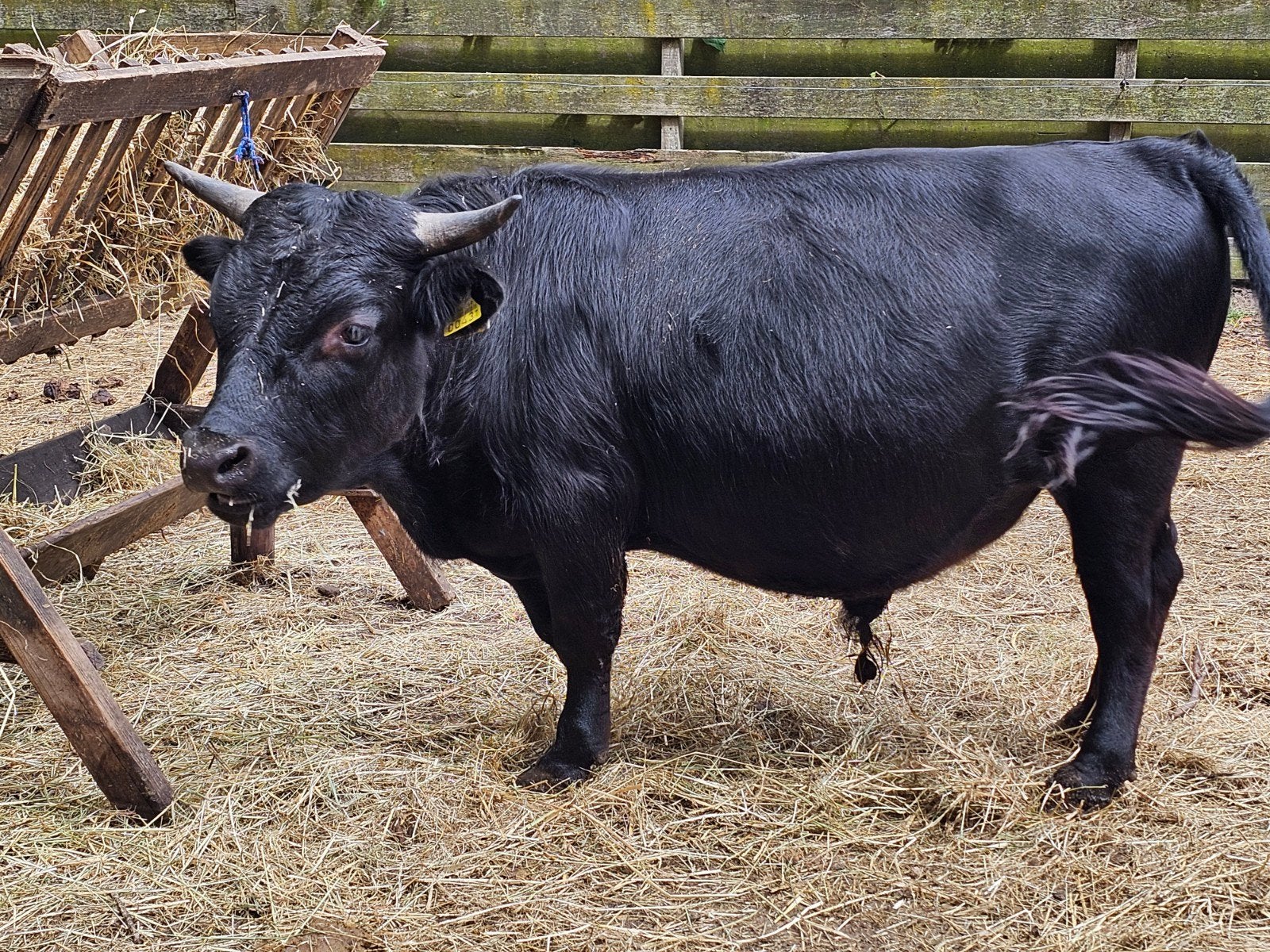 Mooi klein Mini stiertje dahomey, Dieren en Toebehoren, Runderen, Mannelijk