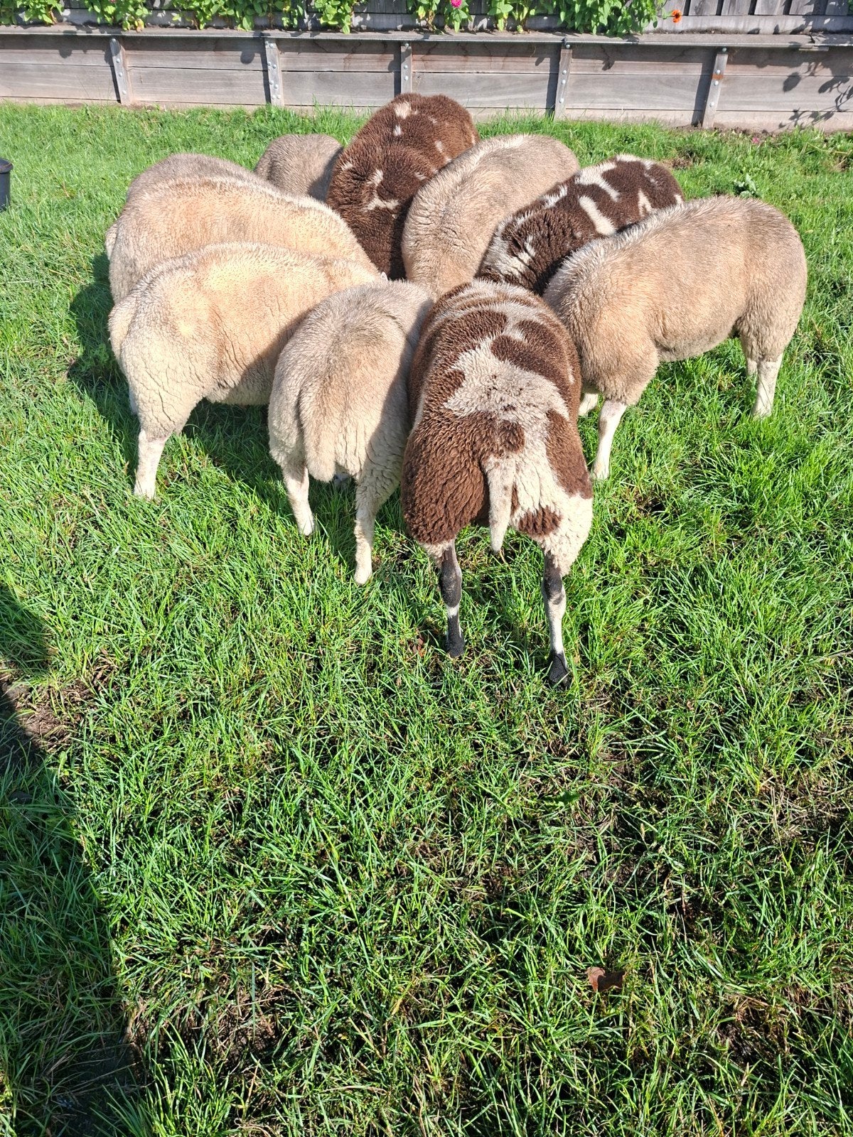 bonte en witte rammen!, Meerdere dieren, Schaap