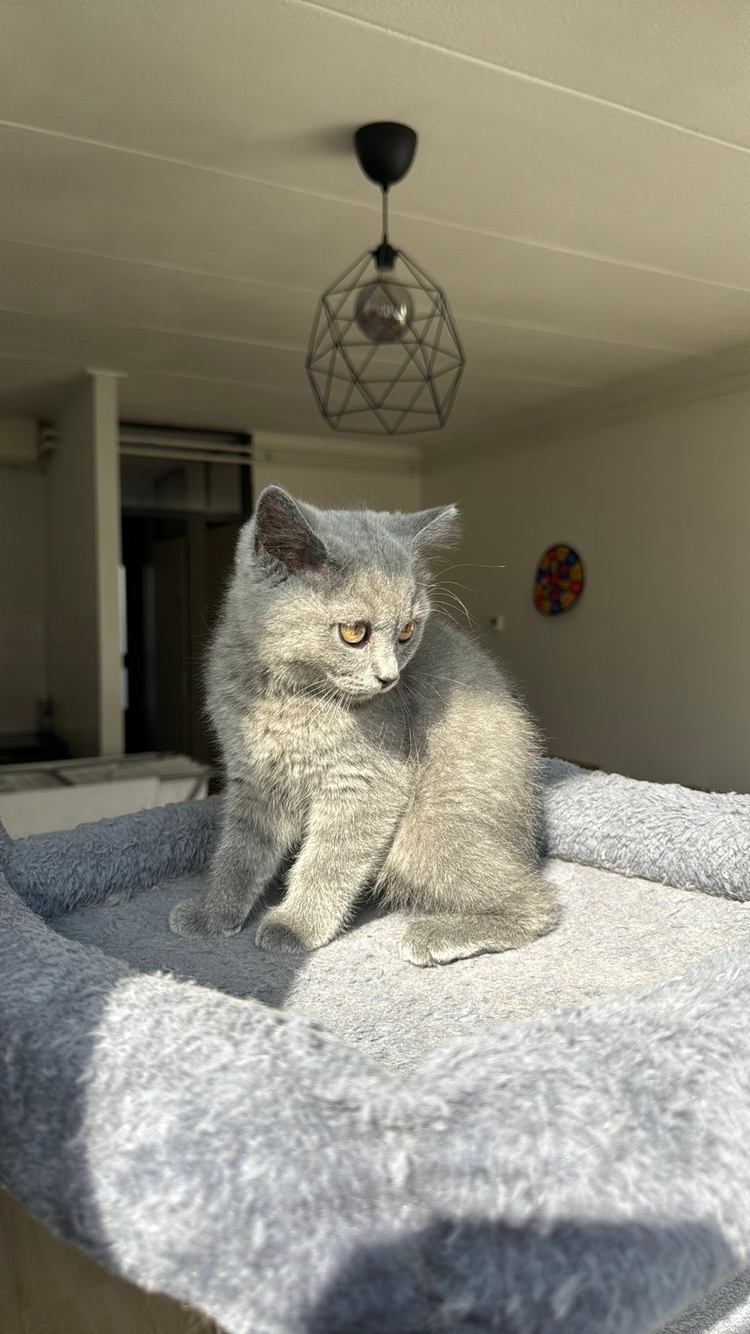 Kitten Brits korthaar, Dieren en Toebehoren, Katten en Kittens | Raskatten | Korthaar, Poes, Met stamboom, Ontwormd