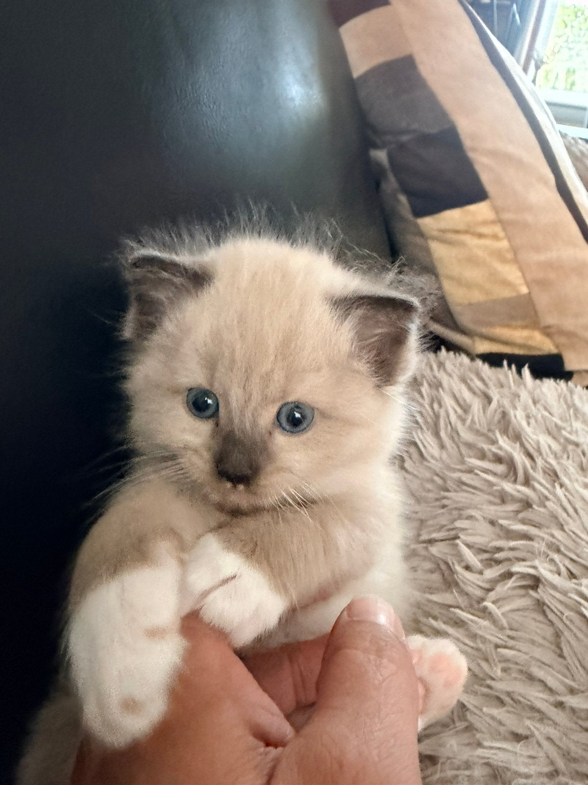 Ragdoll kittens, Dieren en Toebehoren, Katten en Kittens | Raskatten | Langhaar, Meerdere dieren, Gechipt