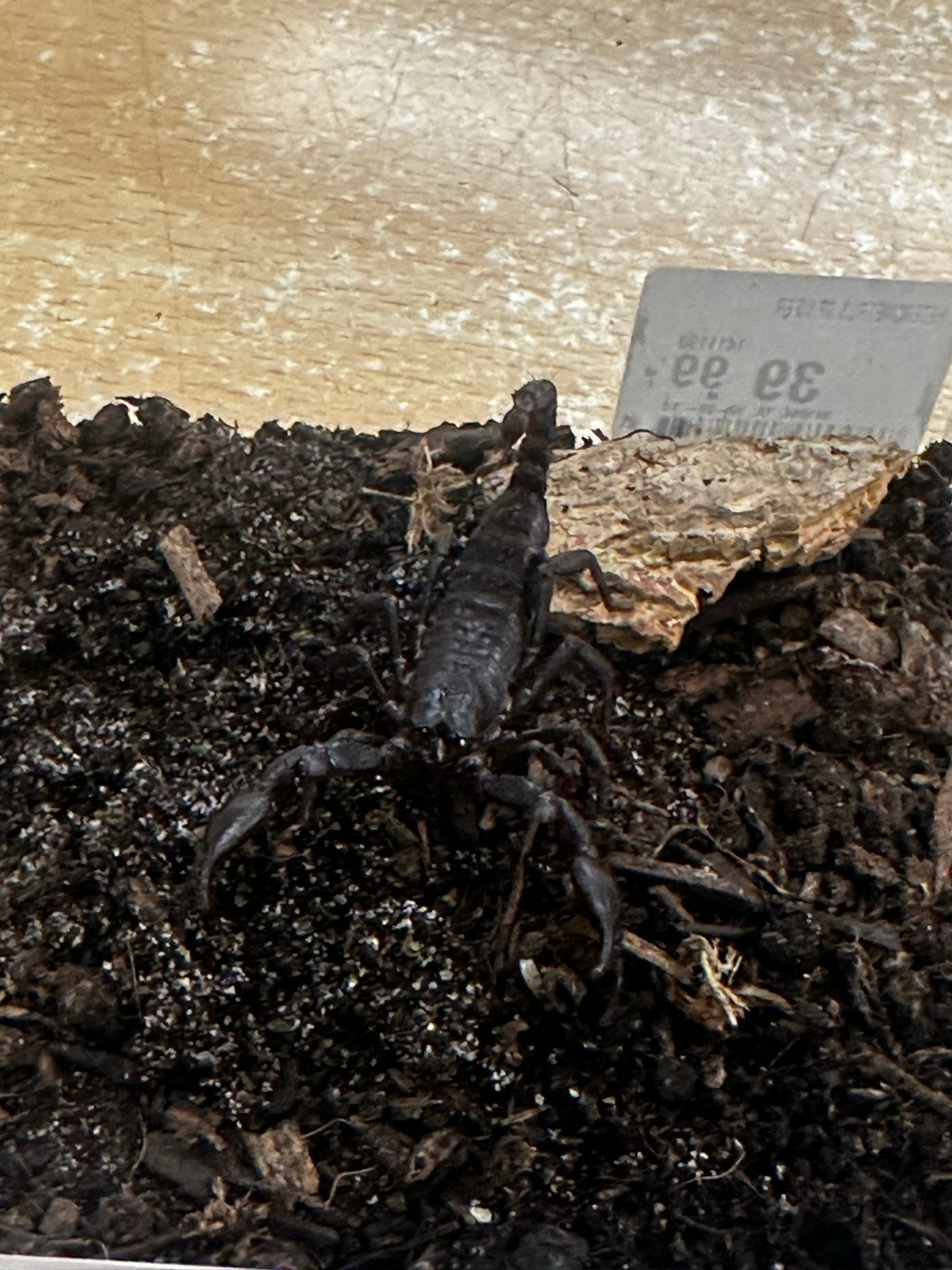 Heterometrus spinifer -  Aziatische bosschorpioen (5/6 CM), Dieren en Toebehoren, Spin of Schorpioen
