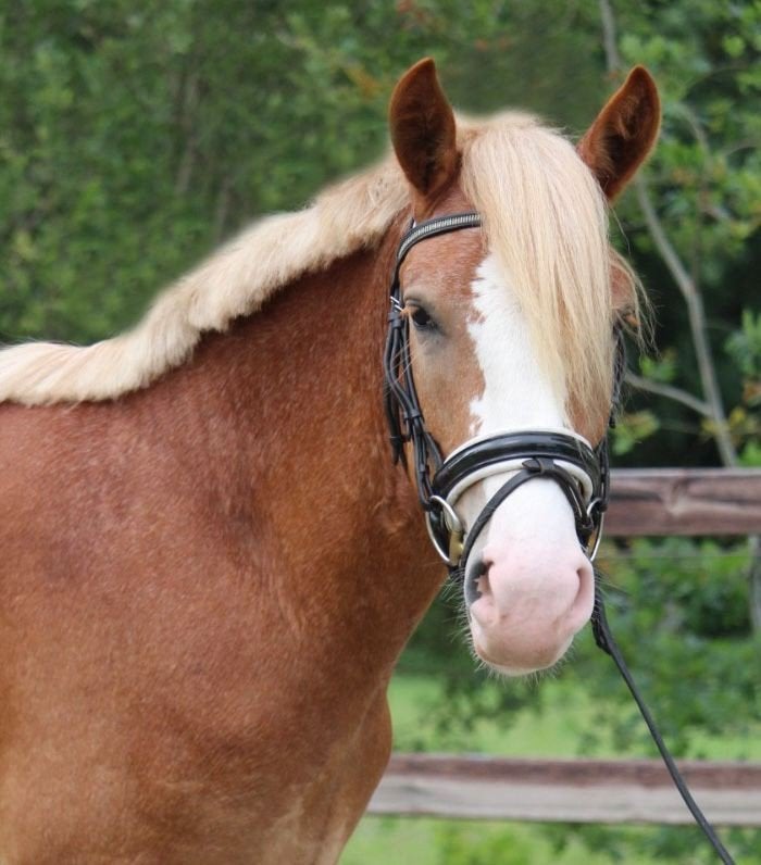 Prachtige mega brave lieve ruin, Dieren en Toebehoren, Pony's, E pony (1.48m - 1.57m), Met stamboom, B, Ruin