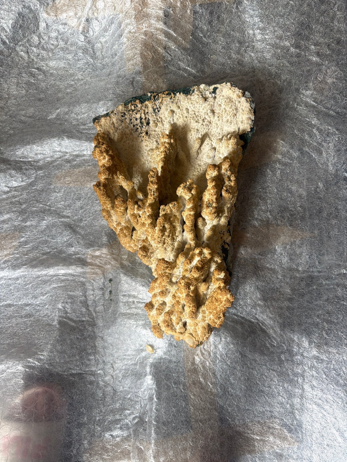 Uniek koraal-achtig fossiel of mineraal, Ophalen of Verzenden, Fossiel