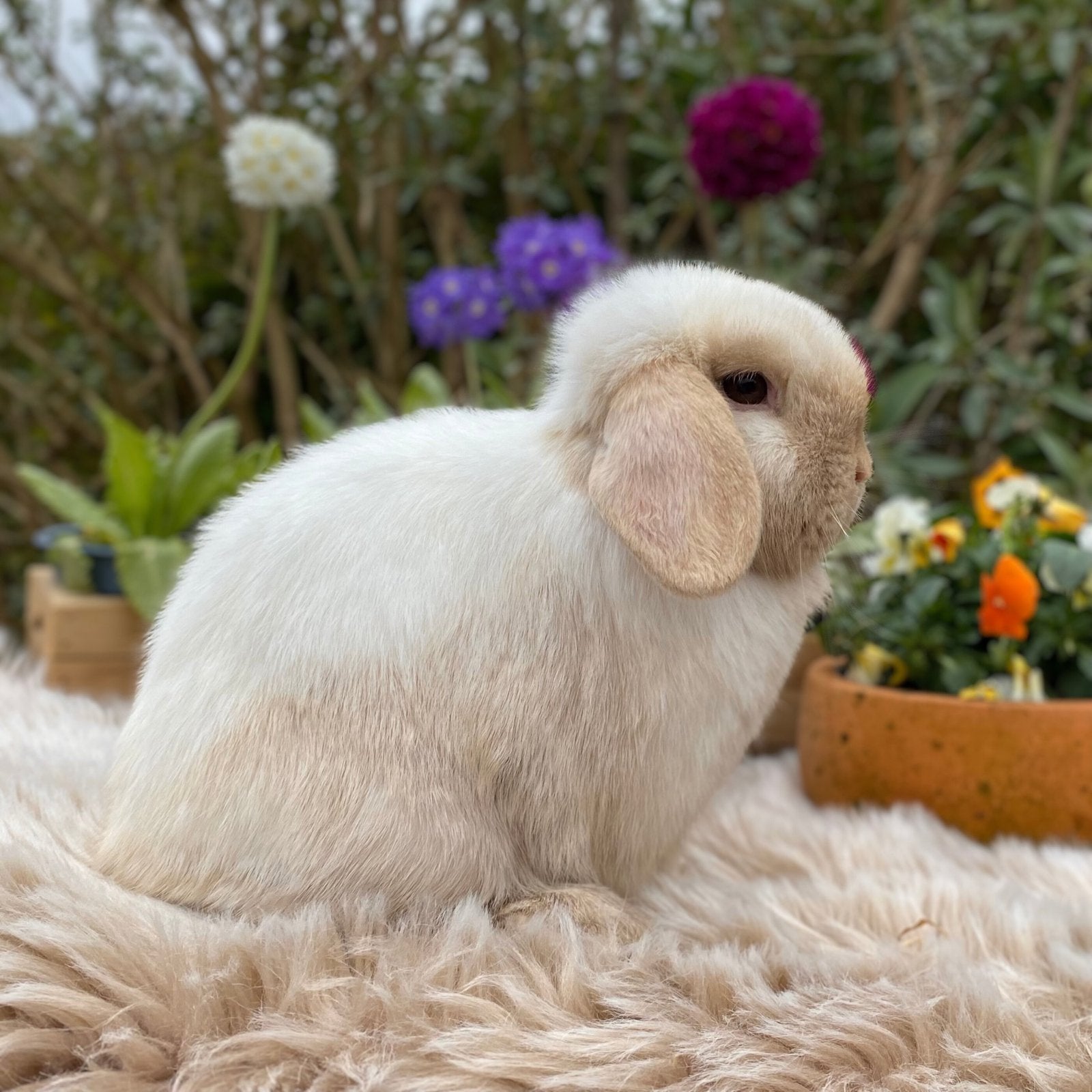 Raszuivere minilop voedster zoekt knuffelhuisje, Vrouwelijk, Dwerg, Hangoor, 0 tot 2 jaar