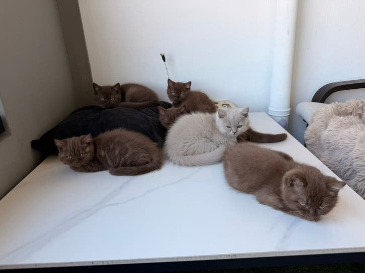 Britse korthaar kittens LILAC & CINAMON, Kater, Ingeënt