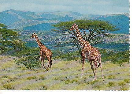 Ansichtkaart	Giraffe, Verzenden, 1960 tot 1980, Ongelopen, Wild dier