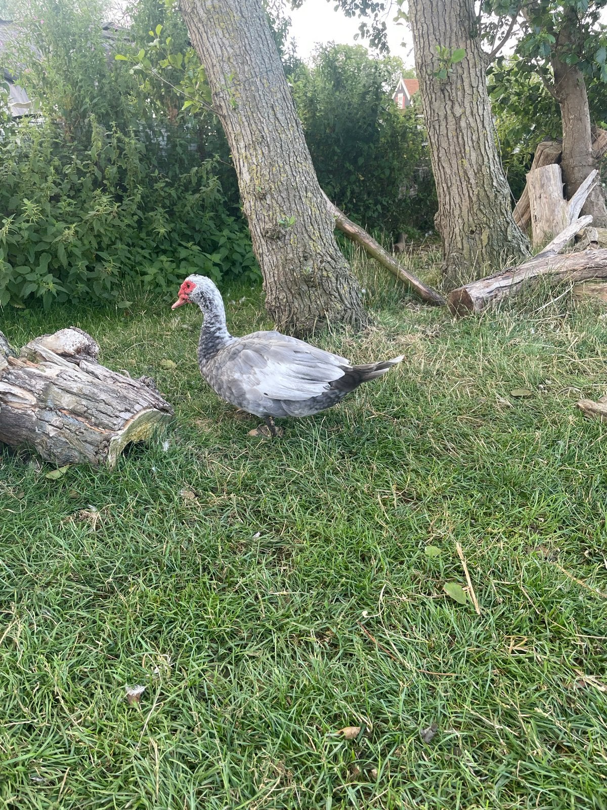 Muskuseend woerd kaapse eend man, Dieren en Toebehoren, Mannelijk, Eend