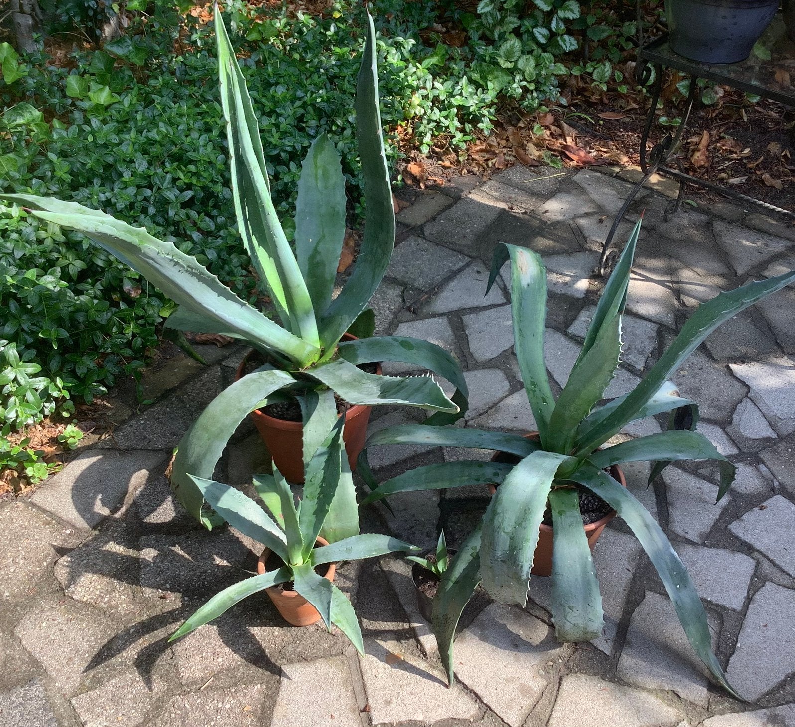 Groene agaves verschillende maten, Volle zon, Vaste plant, Bloeit niet, Ophalen