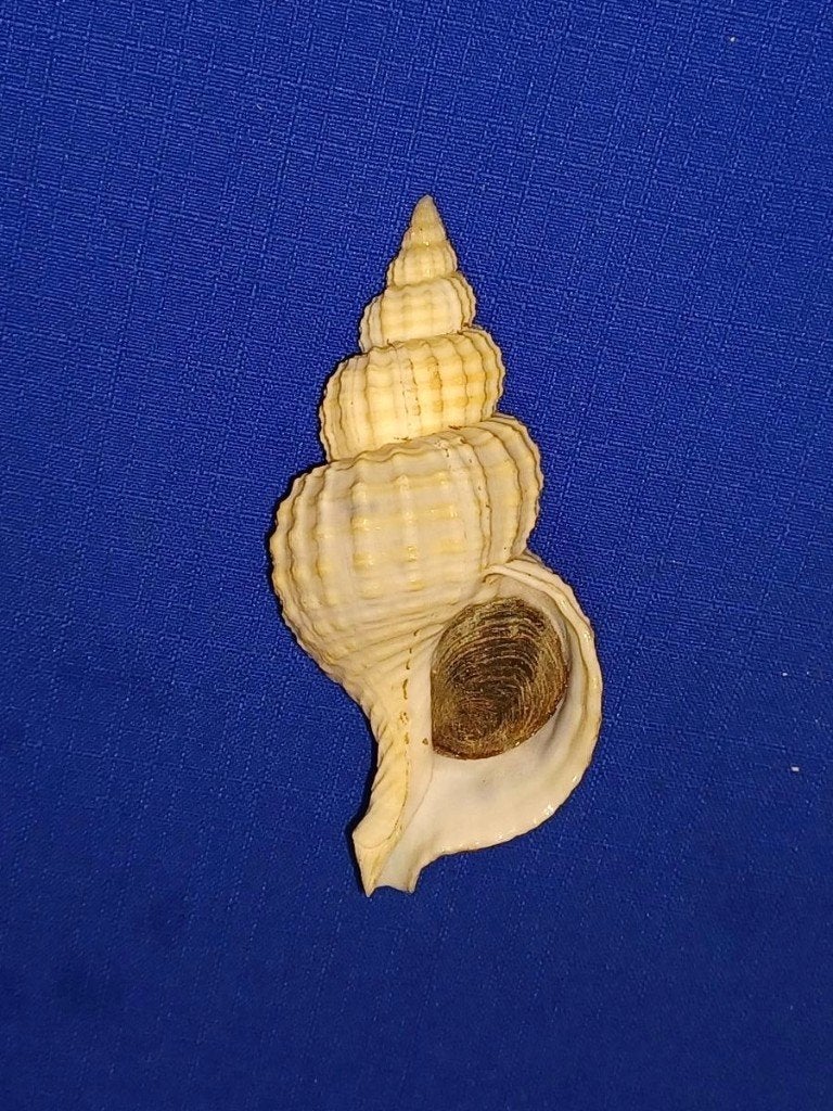 Schelpen, Fusitriton galea, Ophalen of Verzenden, Schelp(en)